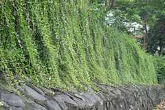 Vernonia elliptica
